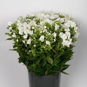 PHLOX ICECAP 80
